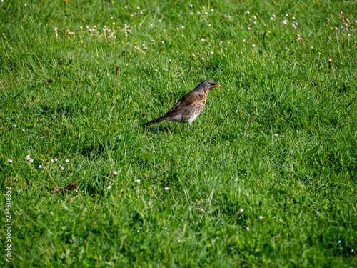 Runner insect eater bird watching insect for hunting on the grass © CiddiBiri