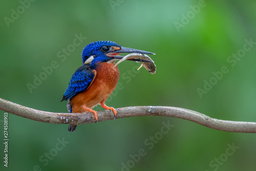 Blue-eared Kingfisher caught a fish from the pond.