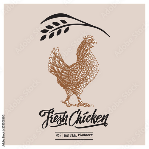 Retro styled design template and calligraphical text with engraving chicken art.
