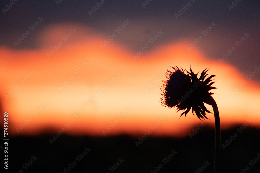 sunset with a flower