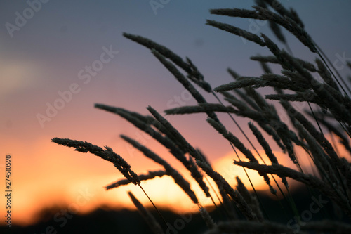 sunset in wheat field