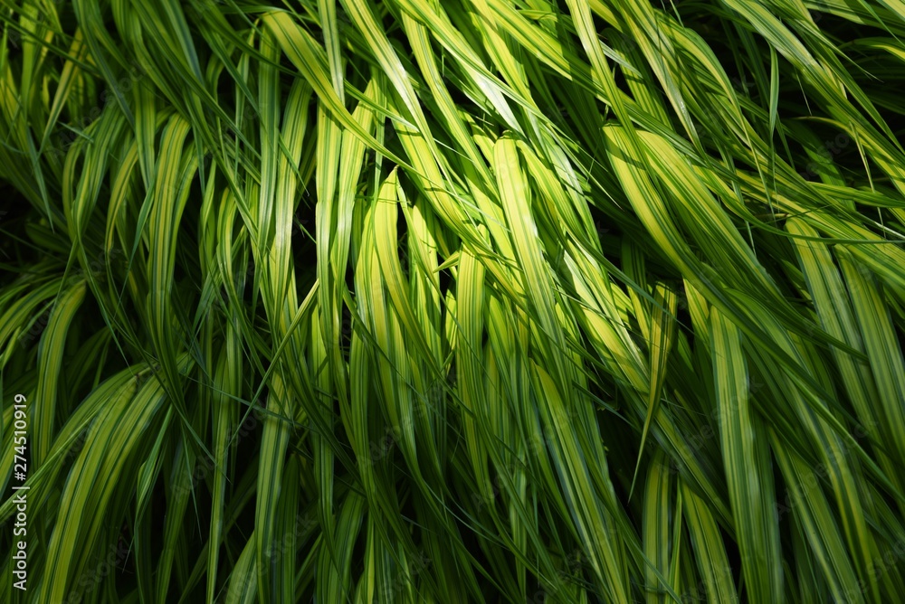 Hakonechloa macra is a very attractive houseplant that is blowing in the wind. Hakonechloa macra is a very attractive houseplant that is blowing in the wind.