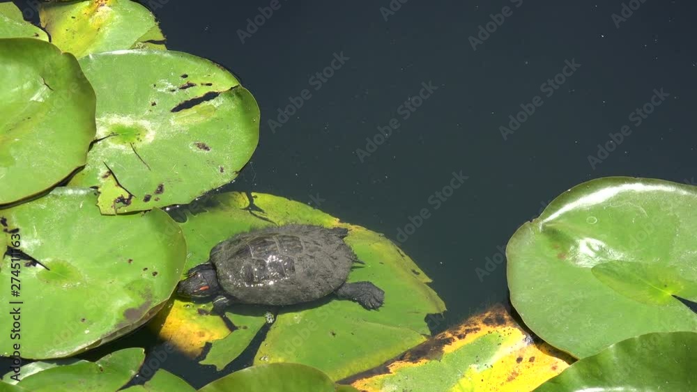 A small turtle climbing on a lily pad A small turtle climbing on a lily pad