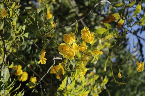 yellow flowers in garden