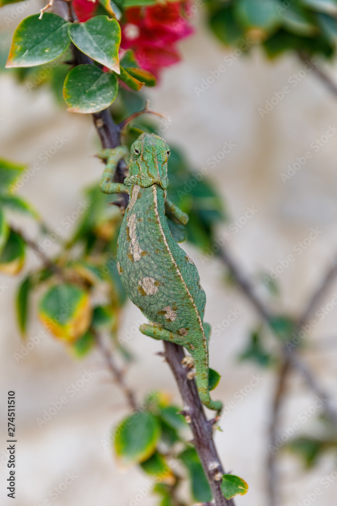 Obraz premium Back view of a green chameleon on bougainvillea