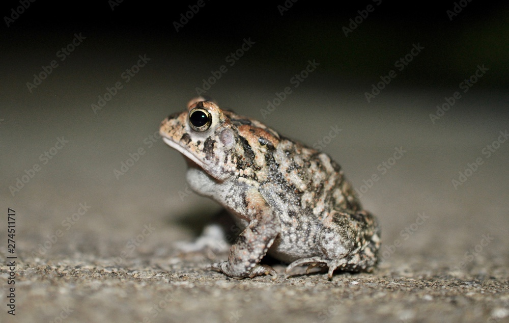 Obraz premium Macro toad side view