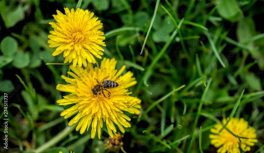 Bee harvesting pollens from the yellow flower Bee harvesting pollens from the yellow flower