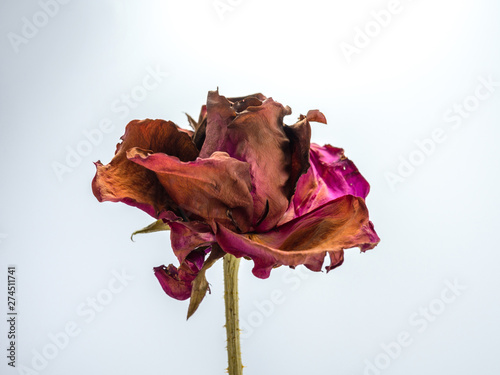 Fototapeta Naklejka Na Ścianę i Meble -  dried rose flower head isolated on white background cutout,  Broken heart