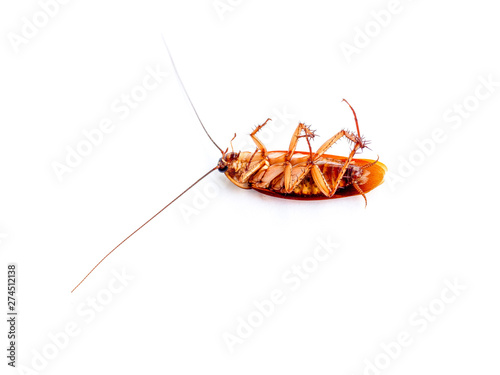 Dead cockroaches isolated on white background. Animals with germs and dirt