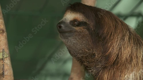 Extreme close-up low angle portrait panning shot of a starring adult sloth holding onto a timber structure at a sanctuary, Costa Rica