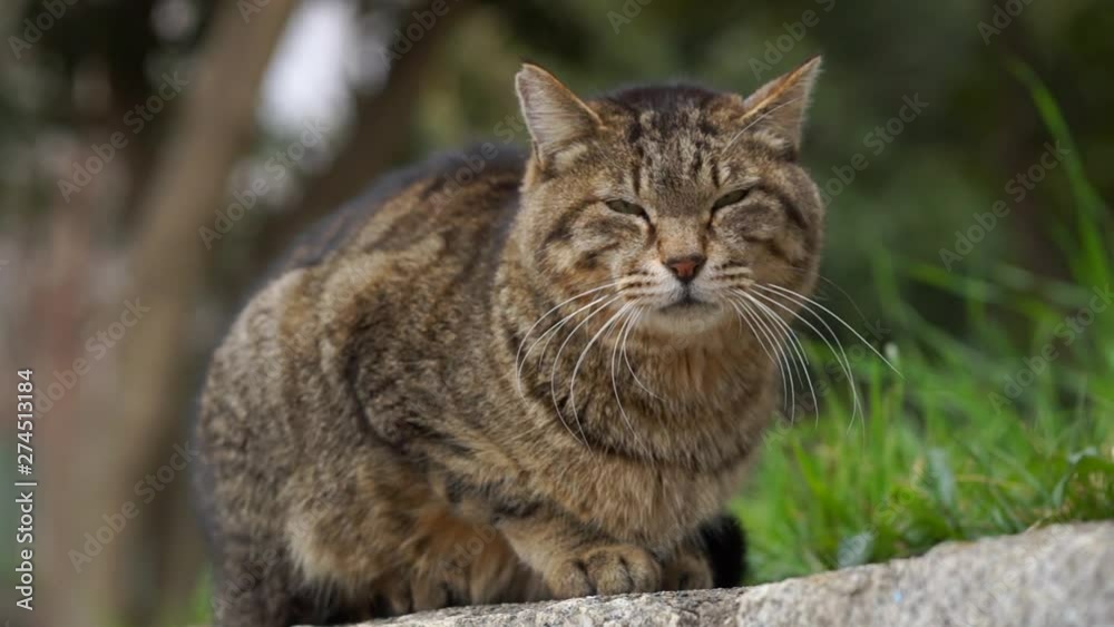 猫 猫