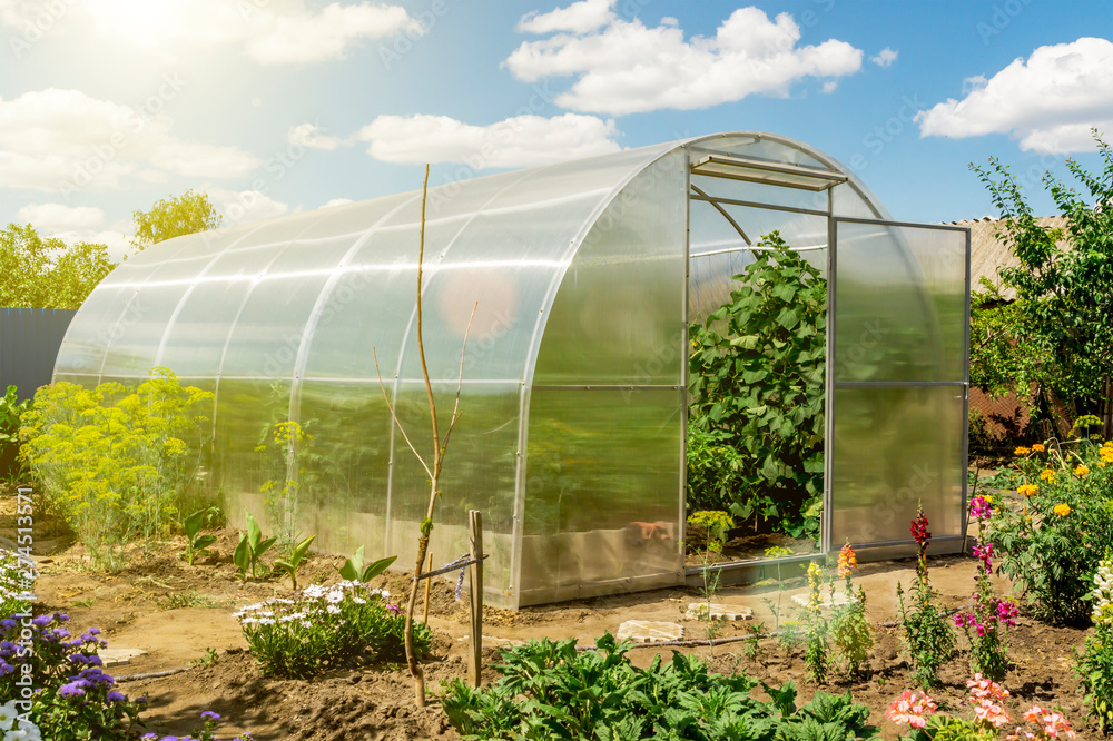Conception of gardening, healthy food and eco products. The small greenhouse with growing tomatoes and cucumbers in the garden on a sunny summer day on the backdrop of blue sky with clouds