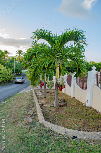 Palm Tree At Roadside photo