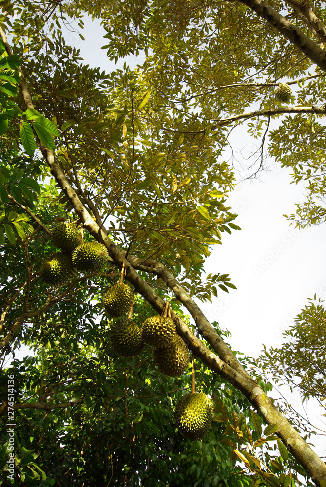 Fototapeta premium Large durian hanging on the branches of durian trees
