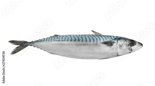 Raw mackerel fish isolated on white
