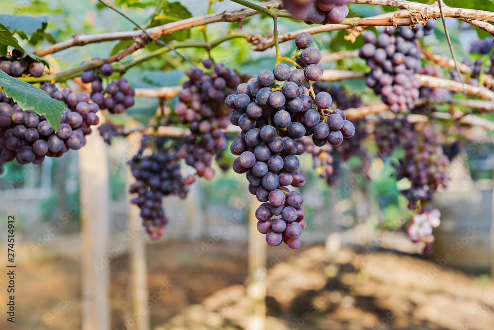 Champagne Grapes in farm, selective focus (detailed close-up shot) 
