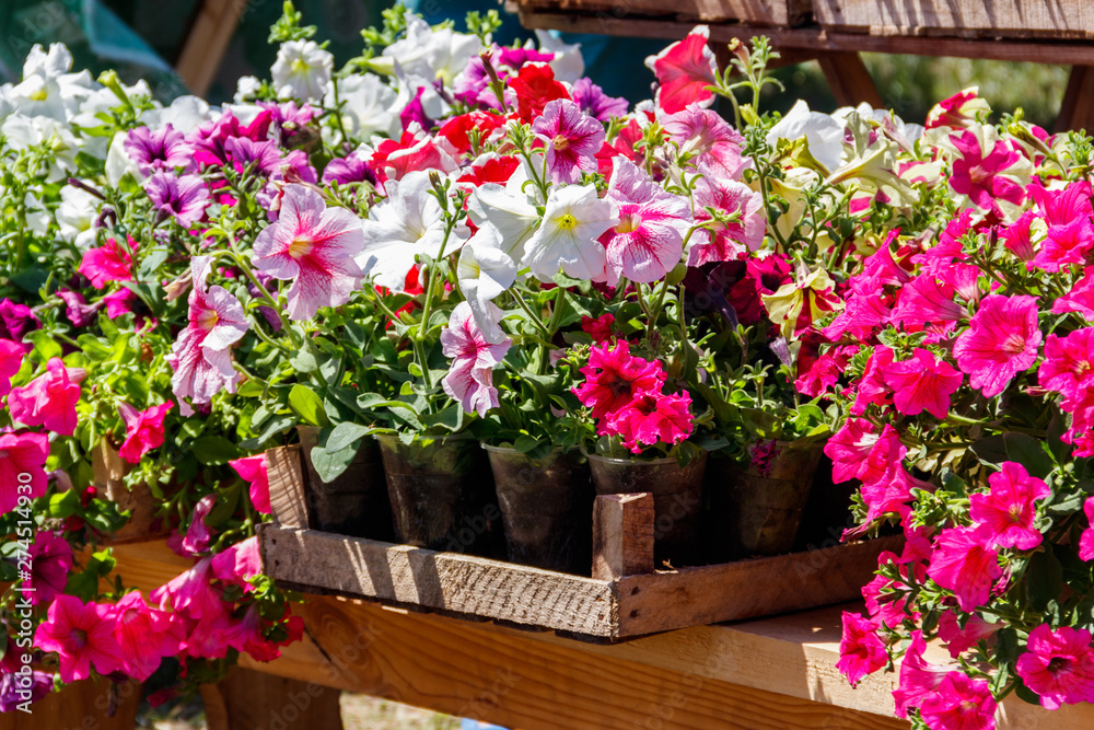 Potted colorful petunia flowers for sale on street market