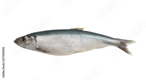 Herring fish isolated