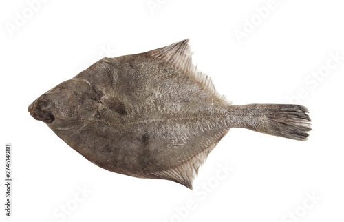 Raw flatfish isolated on white background