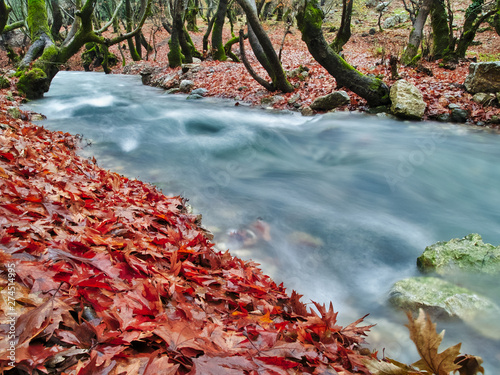 Beautiful stream water flow in autumn planetree sycamore forest. photo