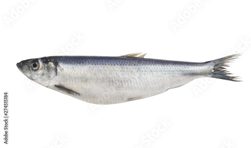 Fresh Herring fish isolated on white
