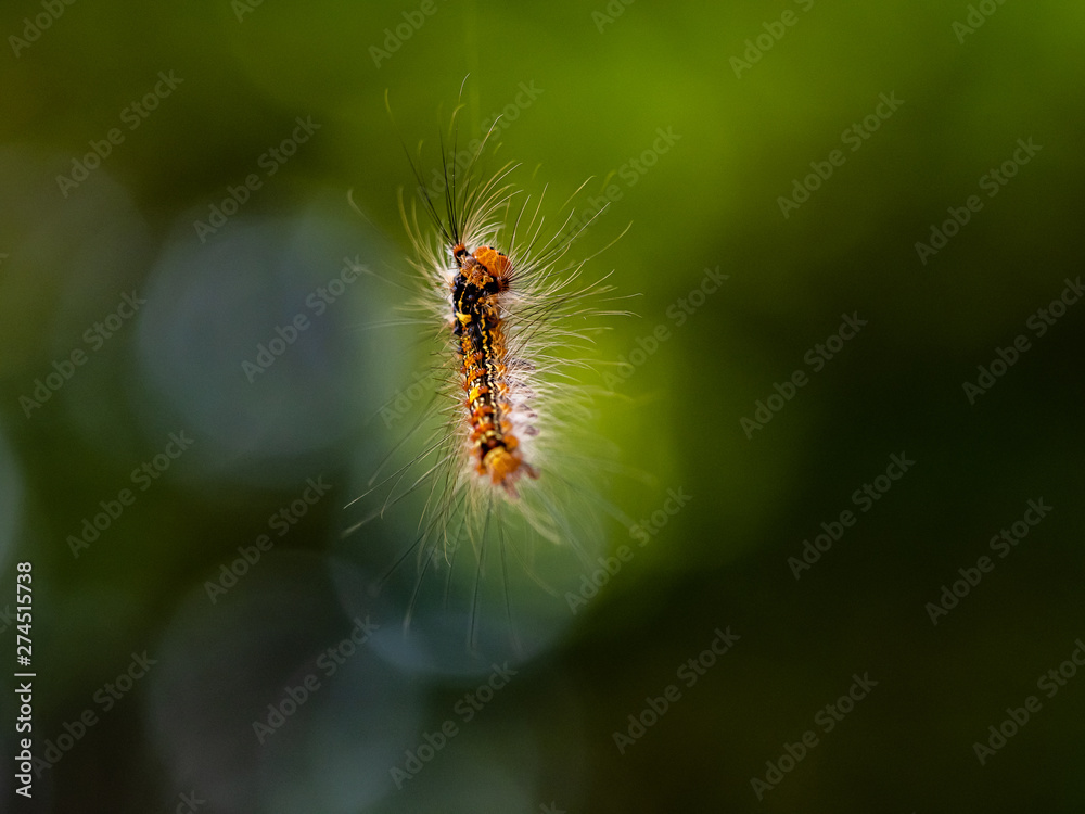 Fototapeta premium Japanese gypsy moth caterpillar hanging from silk thread 1
