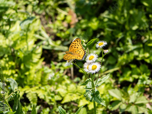 tropical fritillary butterfly on white daisies 1 photo