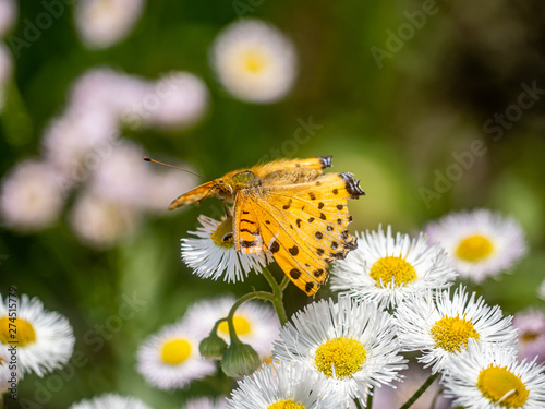 tropical fritillary butterfly on white daisies 8 © Hanstography