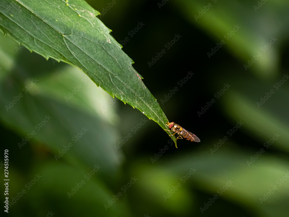syrphini hoverfly on the end of a leaf 2