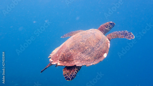 Hawksbill sea turtle in clear blue water