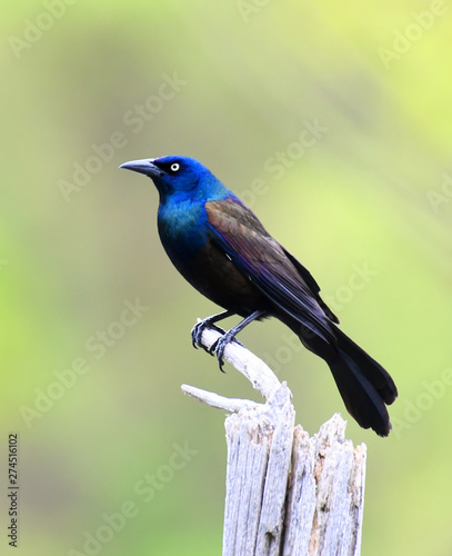 common grackle standing on the dried tree branch photo