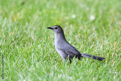 gray catbird in the green meadow