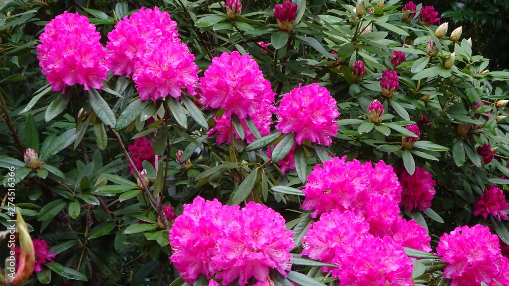 豪華に開花!シャクナゲ! 豪華に開花!シャクナゲ!