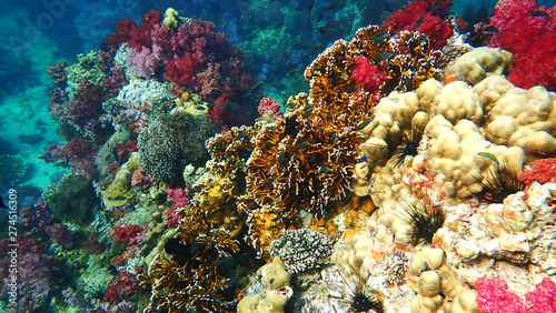 Hard Coral and Colorful soft coral in underwater with school of fishes. Lipe, Thailand 