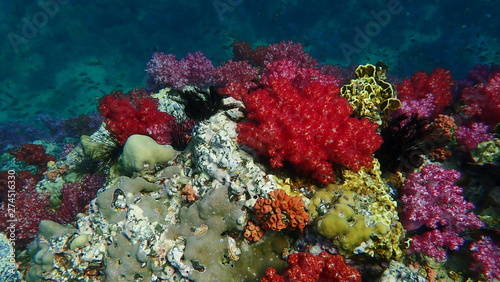 Fototapeta Naklejka Na Ścianę i Meble -  A beautiful Colourful soft corals, hard coral, anemone and marine in Koh Lipe, Thailand