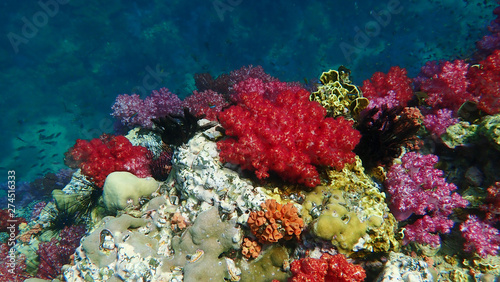 Fototapeta Naklejka Na Ścianę i Meble -  Beautiful Pink and red soft coral. Hard Coral and school of fishes. Lipe, Thailand