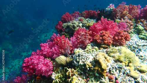 Fototapeta Naklejka Na Ścianę i Meble -  A beautiful Colourful soft corals and marine in Koh Lipe, Thailand
