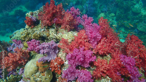 Fototapeta Naklejka Na Ścianę i Meble -  Colorful tropical coral reef and marine in Koh Lipe, Thailand 