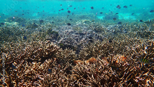 School of fishes swarm over a patch of staghorn corals reef. Lipe, Thailand 
