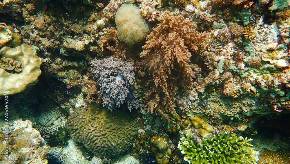 Lush Soft Corals with clear blue background on wreck of Lipe, Thailand