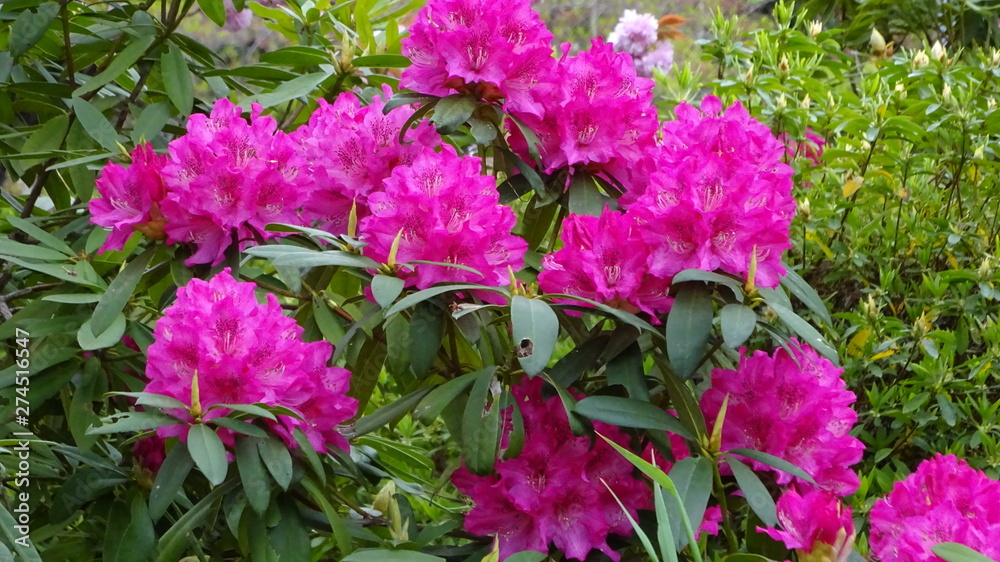 豪華に開花!シャクナゲ! 豪華に開花!シャクナゲ!