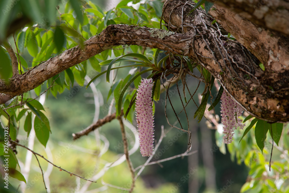 Rhynchostylis retusa (L.) Blume, Beautiful orchid flower. Rhynchostylis retusa (L.) Blume, Beautiful orchid flower.