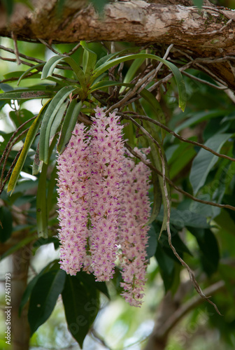 Rhynchostylis retusa (L.) Blume, Beautiful orchid flower. photo