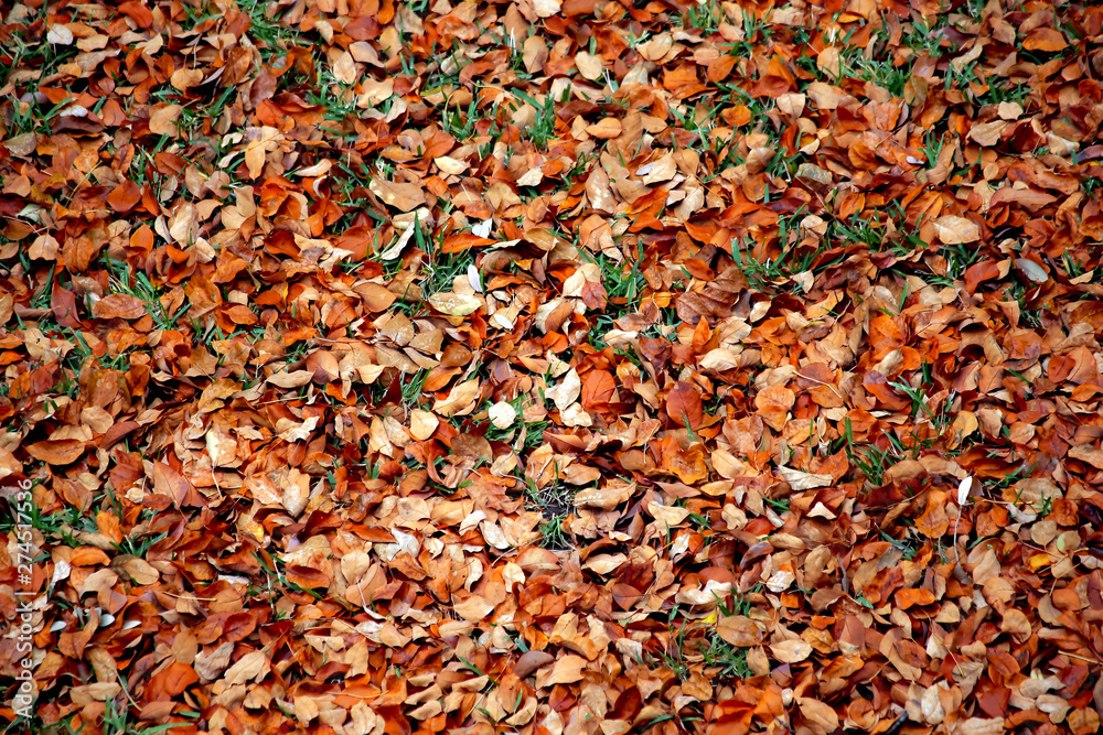 Fallen leaves Fallen leaves
