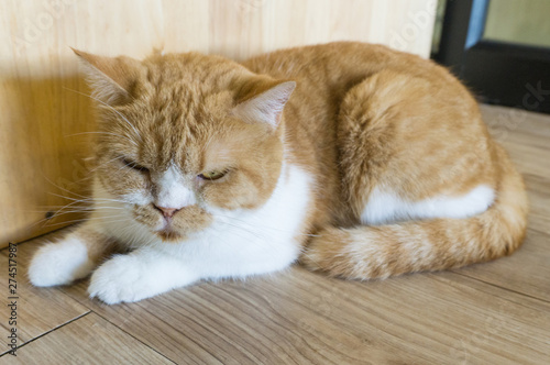 White and brown Persian kitty cat sleeping,long mustache ,playful ,sportive and cute baby pet,kitten animal,sleepy Scottish Fold