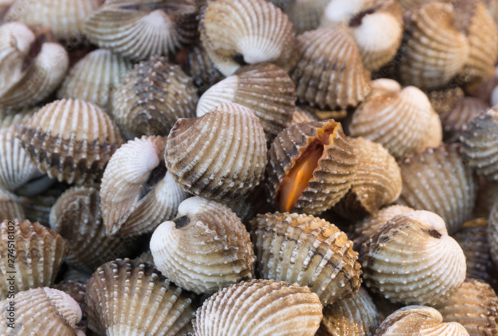 Raw fresh cockle clean shell be alive from cockle farm,delicious seafood,scallop,close up,Tegillarca granosa,Appetizer