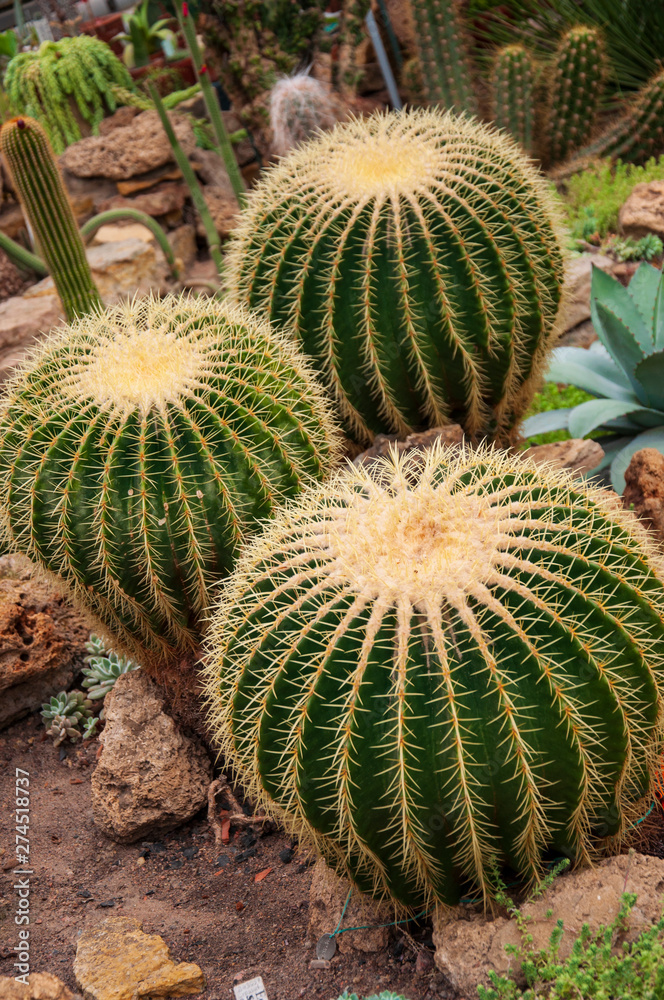 Beautiful tropical plants are growing and blooming in a botanical garden Beautiful tropical plants are growing and blooming in a botanical garden