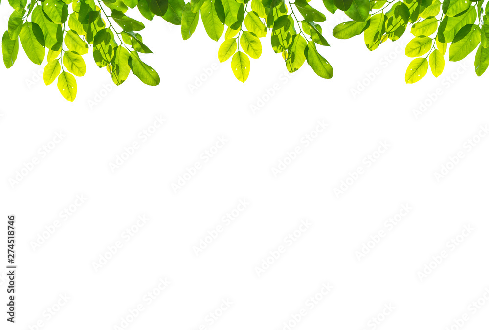 Isolate leaf on the white background. Green leaf for background. Text space. Isolate leaf on the white background. Green leaf for background. Text space.