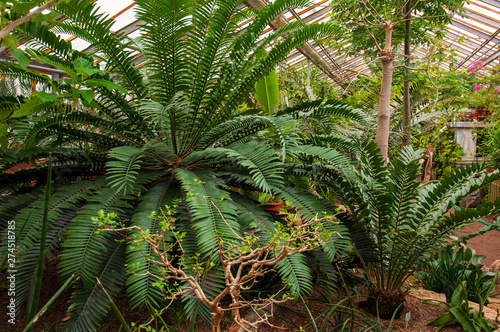Beautiful tropical plants are growing and blooming in a botanical garden
