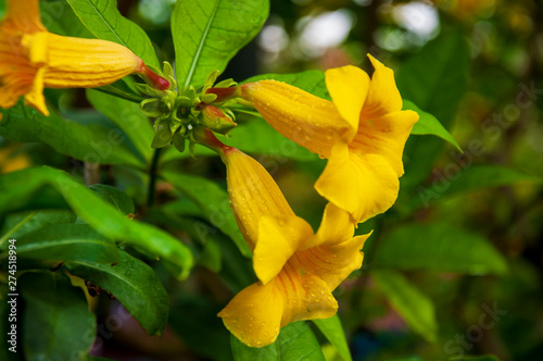 Beautiful tropical plants are growing and blooming in a botanical garden
